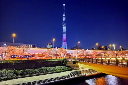 Cherry blossoms at night in Sumida Park and the Tokyo Sky Tree, Japan,Tokyo,Sumida, Tokyo