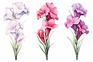 Watercolor image of a set of gladiolus flowers on a white background - obrazy, fototapety, plakaty