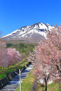 Mt. Iwaki and cherry blossoms, Japan,Aomori Prefecture,Hirosaki, Aomori