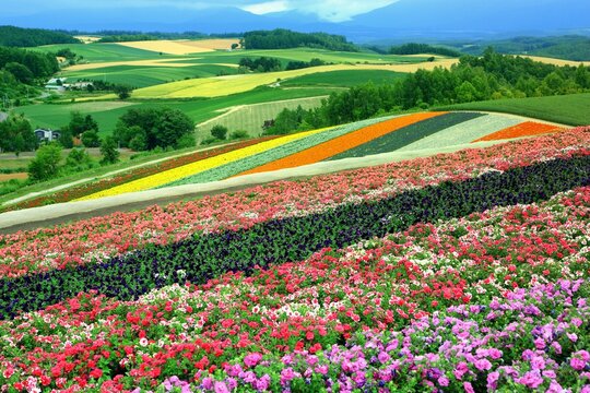 Flower garden of Shikisai Hill, Japan,Hokkaido,Kamikawa-gun,Biei, Hokkaido