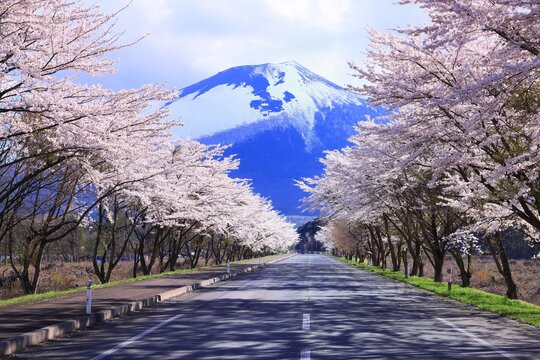 Mt. Iwate and rows of cherry trees, Japan,Iwate prefecture,Hachimantai, Iwate