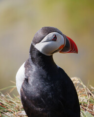 Close up portrait of puffins near Dyrhólaey, Iceland