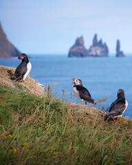 Close up portrait of puffins near Dyrhólaey, Iceland