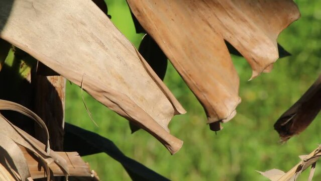 dried banana leaves on a tree blowing in the wind with a blurred background on a sunny morning