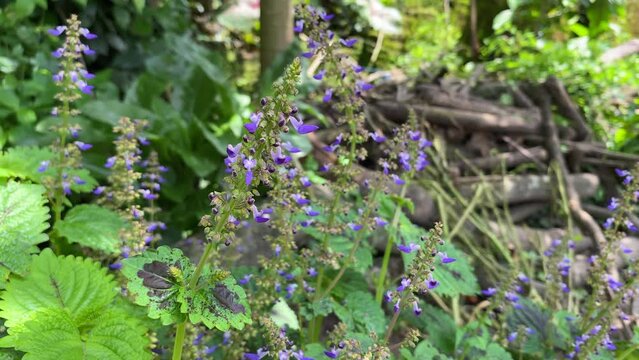 Tiny purple violet flower hanging in forest with wooden backlog behind, Plectranthus scutellarioides, or coleus or Miyana or Miana leaves