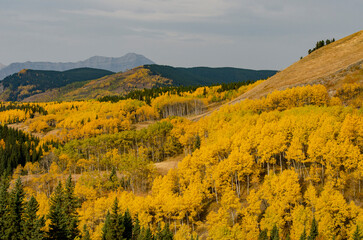 Yellow Birch Trees and Mountains
