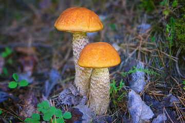 Two aspen mushrooms. Leccinum albostipitatum. Orange-cap boletus. Forest edible mushroom.