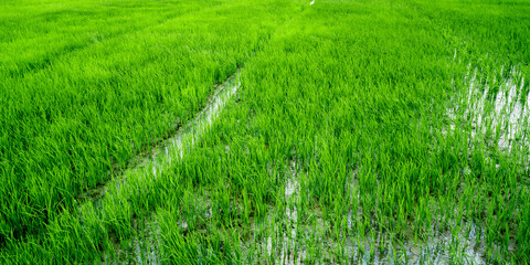 Green rice field with beautiful background in morning sunlight.