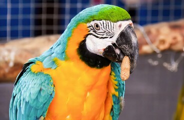 a photography of a colorful parrot with a long beak, macaw with a colorful feather on its head and...