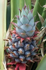 a photography of a blue and red flower growing on a tree, pineapple plant with a blue flower in a...