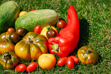 ripe vegetables on green grass top view,