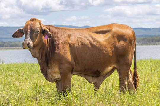 A Red Brangus bull standing in a meadow with a lake, mountains and clouds in the background in Queensland, Australia.