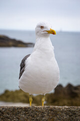 Goéland face à la mer
