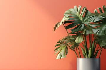Monstera leaf in ceramic potted on white background for decoration in an empty room with Orange floors background. and home interior design for minimalist style.