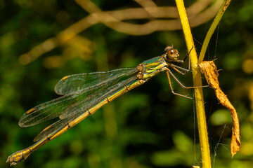 Green-yellow dragonfly on a plant stem. Big close-up. 