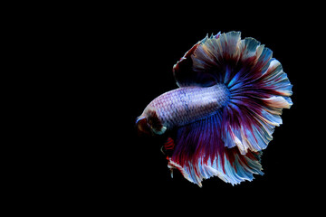 Betta fish Halfmoon in different tone color from Thailand or Siamese fighting fish isolated in...