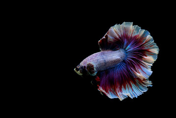 Betta fish Halfmoon in different tone color from Thailand or Siamese fighting fish isolated in...