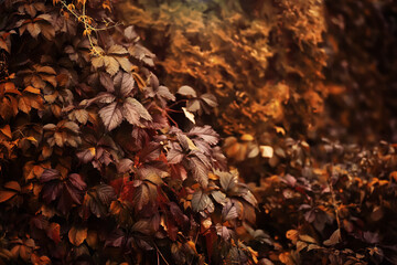 Lively closeup of falling autumn leaves with vibrant backlight from the setting sun