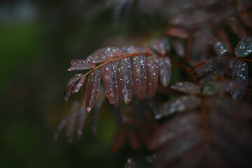 Beautiful autumn landscape with yellow trees and sun. Colorful foliage in the park. Falling leaves natural background