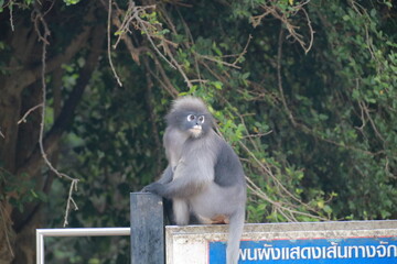 Spectacled lemur sitting and looking at something