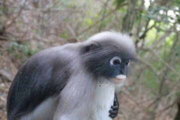 Spectacled langur sitting on a pole