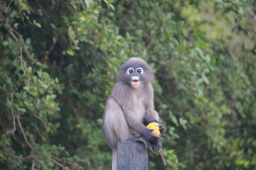 Obraz premium The bespectacled langur saw something. There was an orange in his hand.