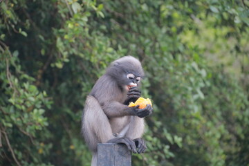 Spectacled lemurs are deliciously eating half an orange.