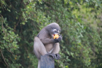 The spectacled langur is eating a delicious orange.