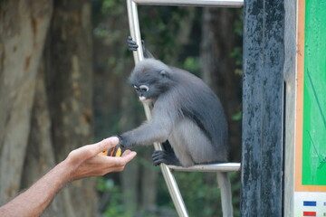 The spectacled langur reached out and took the orange from the human's hand V2