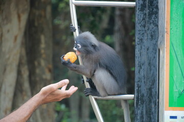 The spectacled lemur is taking oranges in its mouth taken from a human hand.