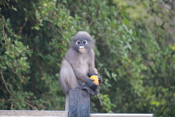 The spectacled lemur is looking at something, with an orange in his hand.