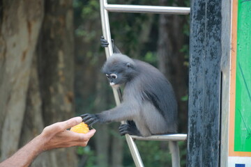 The spectacled langur reached out and took the orange from the human's hand.