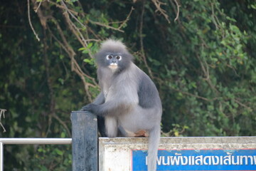The spectacled langur is looking for something.
