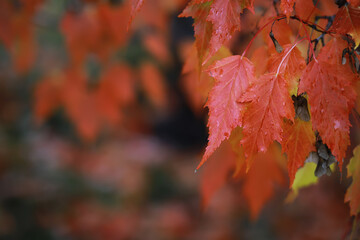 Red and orange autumn leaves background. Outdoor.Colorful backround image of fallen autumn leaves perfect for seasonal use.