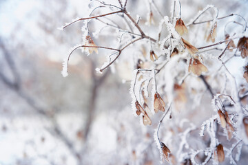 Winter landscape. Trees and plants covered with snow. The beauty of snow covered paths. Snowfall and cooling in tourist areas.