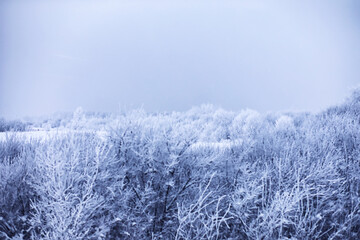 The forest is covered with snow. Frost and snowfall in the park. Winter snowy frosty landscape.