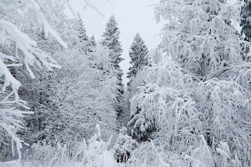 Winter snowy frosty landscape. The forest is covered with snow. Frost and fog in the park.