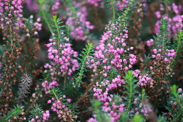 Obraz premium Erica vagans. Cornish heath flower in bloom. Close up.