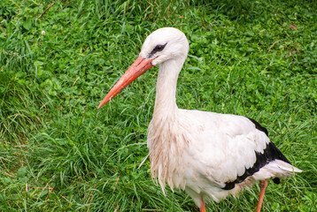White stork, Ciconia ciconia, on a green meadow. Wild animalin nature. Birds in in the green park. Stork looking for food. Adult European White Stork Bird Walking In Green Summer Grass and Eating.