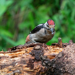 A woodpecker eats insects from a tree trunk. Red feathers, green natural background in the forest