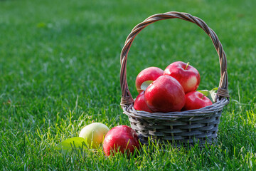 Basket with fresh red apples