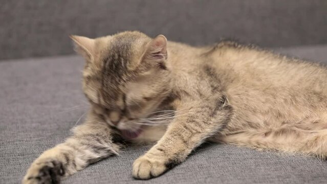 cute brown scottish cat yawns