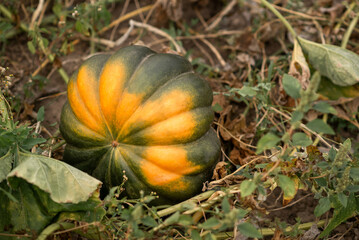 green and yellow pumpkin on grass in the garden