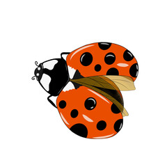 ladybug on white background