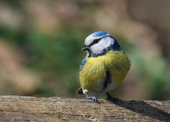 Fototapeta premium Blue tit (Cyanistes caeruleus or Parus caeruleus) Wildlife photo