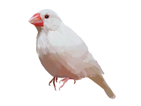 白文鳥 Images – Browse 442 Stock Photos, Vectors, and Video