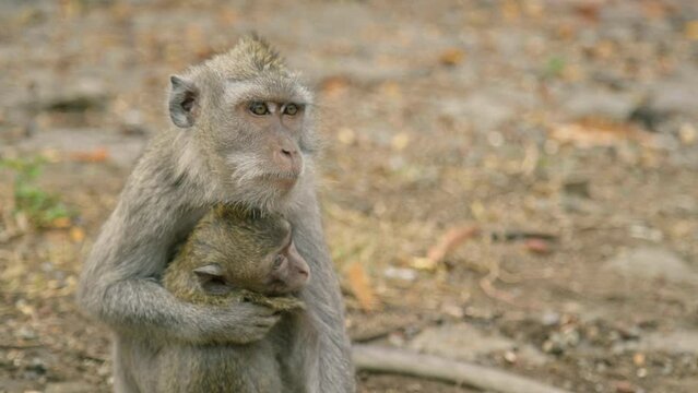Monkey holding baby monkey