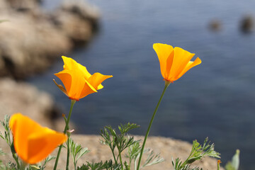 California Poppies at coast © Shelby