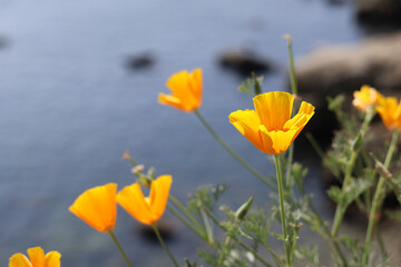 California Poppies at Monterey Coast 
