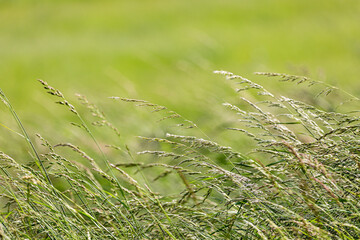 Grass on field under a wind